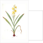 Wachendorfia thyrsiflora, Wachendorfe en thyrse, Bloodroot, Rooikanol by Pierre Joseph Redouté