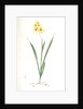 Ixia fusco-citrina, Ixia maculata; Ixia jaune et brun, African cornlily by Pierre Joseph Redouté