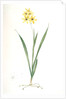 Ixia fusco-citrina, Ixia maculata; Ixia jaune et brun, African cornlily by Pierre Joseph Redouté