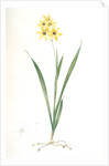 Ixia fusco-citrina, Ixia maculata; Ixia jaune et brun, African cornlily by Pierre Joseph Redouté