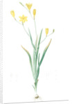 Ixia bulbifera, Ixia porte-bulbes by Pierre Joseph Redouté