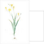 Ixia bulbifera, Ixia porte-bulbes by Pierre Joseph Redouté