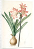 Amaryllis Belladonna, Amaryllis belladona; Amaryllis belladone; Belladonna Lily, Jersey Lily by Pierre Joseph Redouté