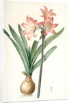 Amaryllis Belladonna, Amaryllis belladona; Amaryllis belladone; Belladonna Lily, Jersey Lily by Pierre Joseph Redouté