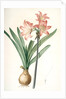 Amaryllis Belladonna, Amaryllis belladona; Amaryllis belladone; Belladonna Lily, Jersey Lily by Pierre Joseph Redouté