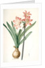 Amaryllis Belladonna, Amaryllis belladona; Amaryllis belladone; Belladonna Lily, Jersey Lily by Pierre Joseph Redouté