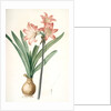 Amaryllis Belladonna, Amaryllis belladona; Amaryllis belladone; Belladonna Lily, Jersey Lily by Pierre Joseph Redouté