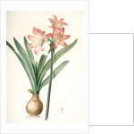 Amaryllis Belladonna, Amaryllis belladona; Amaryllis belladone; Belladonna Lily, Jersey Lily by Pierre Joseph Redouté