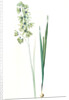Ixia viridiflora, Ixia á fleurs vertes, African Corn Lily; Groenkalossie by Pierre Joseph Redouté