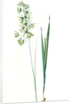 Ixia viridiflora, Ixia á fleurs vertes, African Corn Lily; Groenkalossie by Pierre Joseph Redouté