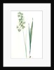 Ixia viridiflora, Ixia á fleurs vertes, African Corn Lily; Groenkalossie by Pierre Joseph Redouté