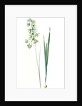 Ixia viridiflora, Ixia á fleurs vertes, African Corn Lily; Groenkalossie by Pierre Joseph Redouté