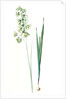 Ixia viridiflora, Ixia á fleurs vertes, African Corn Lily; Groenkalossie by Pierre Joseph Redouté
