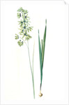 Ixia viridiflora, Ixia á fleurs vertes, African Corn Lily; Groenkalossie by Pierre Joseph Redouté