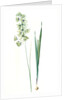 Ixia viridiflora, Ixia á fleurs vertes, African Corn Lily; Groenkalossie by Pierre Joseph Redouté