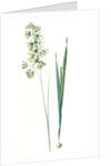 Ixia viridiflora, Ixia á fleurs vertes, African Corn Lily; Groenkalossie by Pierre Joseph Redouté
