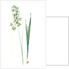 Ixia viridiflora, Ixia á fleurs vertes, African Corn Lily; Groenkalossie by Pierre Joseph Redouté