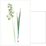 Ixia viridiflora, Ixia á fleurs vertes, African Corn Lily; Groenkalossie by Pierre Joseph Redouté