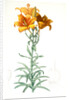 Lilium bulbiferum, Lis bulbiferum; Lis bulbifère; Orange lily by Pierre Joseph Redouté