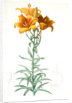Lilium bulbiferum, Lis bulbiferum; Lis bulbifère; Orange lily by Pierre Joseph Redouté