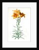 Lilium bulbiferum, Lis bulbiferum; Lis bulbifère; Orange lily by Pierre Joseph Redouté
