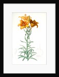 Lilium bulbiferum, Lis bulbiferum; Lis bulbifère; Orange lily by Pierre Joseph Redouté