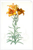 Lilium bulbiferum, Lis bulbiferum; Lis bulbifère; Orange lily by Pierre Joseph Redouté