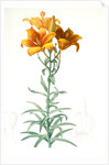 Lilium bulbiferum, Lis bulbiferum; Lis bulbifère; Orange lily by Pierre Joseph Redouté