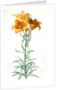 Lilium bulbiferum, Lis bulbiferum; Lis bulbifère; Orange lily by Pierre Joseph Redouté