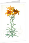 Lilium bulbiferum, Lis bulbiferum; Lis bulbifère; Orange lily by Pierre Joseph Redouté