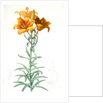 Lilium bulbiferum, Lis bulbiferum; Lis bulbifère; Orange lily by Pierre Joseph Redouté