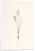 Scilla autumnalis, Scille de'automne; Autumn Squill by Pierre Joseph Redouté