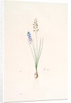 Scilla autumnalis, Scille de'automne; Autumn Squill by Pierre Joseph Redouté