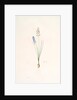Scilla autumnalis, Scille de'automne; Autumn Squill by Pierre Joseph Redouté