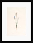 Scilla autumnalis, Scille de'automne; Autumn Squill by Pierre Joseph Redouté