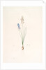 Scilla autumnalis, Scille de'automne; Autumn Squill by Pierre Joseph Redouté
