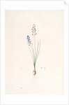 Scilla autumnalis, Scille de'automne; Autumn Squill by Pierre Joseph Redouté