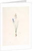 Scilla autumnalis, Scille de'automne; Autumn Squill by Pierre Joseph Redouté