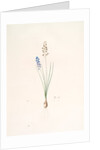 Scilla autumnalis, Scille de'automne; Autumn Squill by Pierre Joseph Redouté