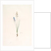 Scilla autumnalis, Scille de'automne; Autumn Squill by Pierre Joseph Redouté