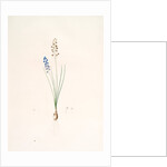 Scilla autumnalis, Scille de'automne; Autumn Squill by Pierre Joseph Redouté