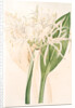 Pancratium speciosum, Hymenocallis speciosia; Pancrace à belles fleurs, Spider Lily by Pierre Joseph Redouté