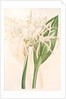 Pancratium speciosum, Hymenocallis speciosia; Pancrace à belles fleurs, Spider Lily by Pierre Joseph Redouté