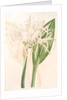 Pancratium speciosum, Hymenocallis speciosia; Pancrace à belles fleurs, Spider Lily by Pierre Joseph Redouté