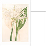 Pancratium speciosum, Hymenocallis speciosia; Pancrace à belles fleurs, Spider Lily by Pierre Joseph Redouté