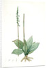 Neottia elata, Spiranthes sp; Néottie élancée, Tall ladiestresses by Pierre Joseph Redouté