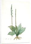 Neottia elata, Spiranthes sp; Néottie élancée, Tall ladiestresses by Pierre Joseph Redouté