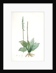 Neottia elata, Spiranthes sp; Néottie élancée, Tall ladiestresses by Pierre Joseph Redouté