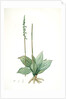 Neottia elata, Spiranthes sp; Néottie élancée, Tall ladiestresses by Pierre Joseph Redouté