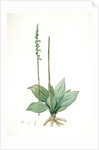 Neottia elata, Spiranthes sp; Néottie élancée, Tall ladiestresses by Pierre Joseph Redouté